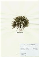 藏品(匍匐擬石花)的圖片